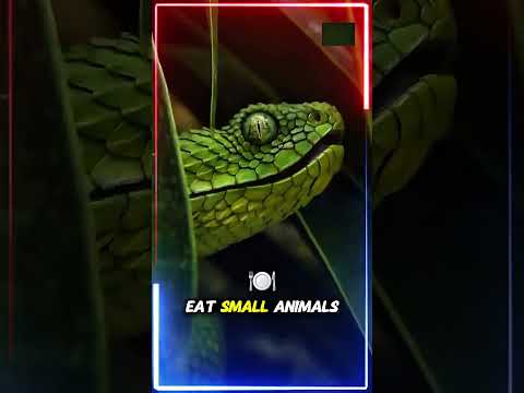 The Truth About Snakes and Milk #shorts #youtubeshorts #trending #viral