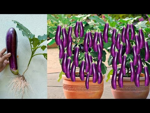 How to Grow Egg plant Trees with the Most Unexpected Ingredient! |  How To Grow Eggplant Trees