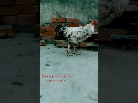 Aseel rooster attitude status ||Birds Lover ||