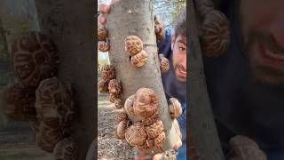 Growing Shiitake Mushrooms on Logs 🍄🪵