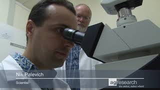 Cultivation and sequencing of rumen microbiome members from the Hungate1000 collection