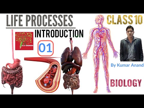 Life processes (Class 10 Biology) Part - 1