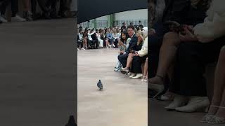 L'ouverture du défilé Chanel de la PFW #pfw #paris #parisian #pariscity #chanel #pigeon