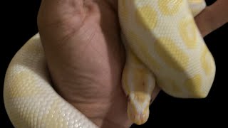 I GOT A NEW SNAKE FROM @skyhighmorphs COME AND SEE WHAT IT LOOKS LIKE IM SUPER HYPED 