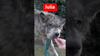 This rescued dog will break your heart and then will give you HOPE! Full video: www.HopeForPaws.org