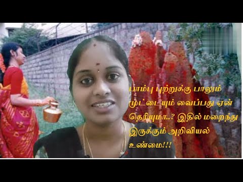 Is snake eat eggs and milk..? பாம்பு புற்றுக்கு பாலும் முட்டையும் வைப்பது ஏன் தெரியுமா??