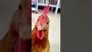 Funny chicken moments