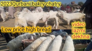Goat market Pakistan bhakkar Bakra mandi sahiwal Bakra mandi ky vip bakry