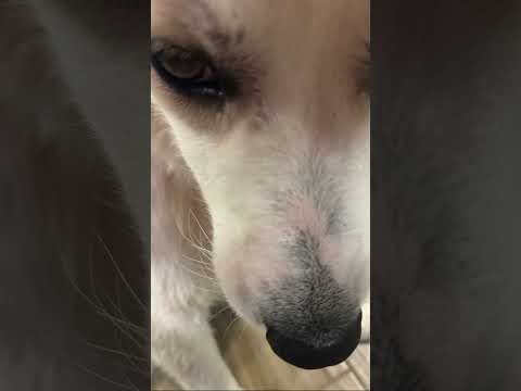 Send this to someone you love #dogshorts #greatpyrenees #greatpyrenees #pets #goodpup 