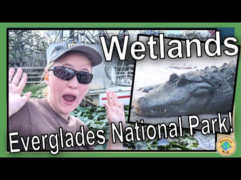 Everglades National Park: Teach About Wetlands and Mangrove Forests
