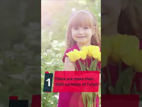 Fascinating Facts about Tulips ❤ #shorts