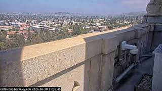 Cal Falcons South/West Cam, UC Berkeley