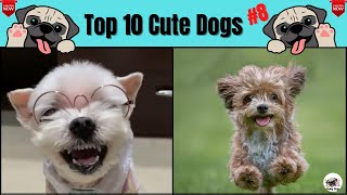 Top10 Cute dog videos 2021 #8 [Must watch videos]