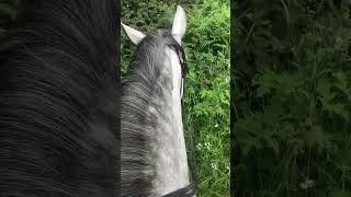 Hacking on our own…small miracle! #horse #hackingout #trtmethod