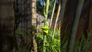 The Fascinating World of Green Tree Pythons Nature's Living Jewel 🐍  #Green #Python@rbglobaltrekker