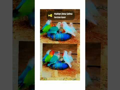 #lovebird #lovebirds #lovebirdmania#nature #morning #birds #albiononline#trending #viral