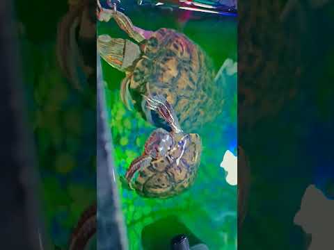 Fish's and turtles