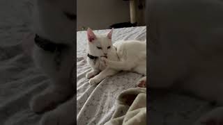 Pink beans #cat #viral #shorts