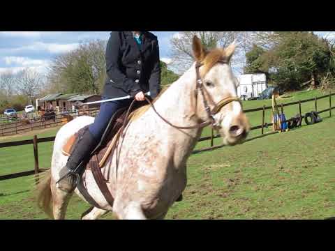 Zarah Patterson riding Fire Cracker BD Intro Dressage B