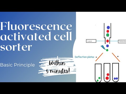 FACS Flow cytometry #2