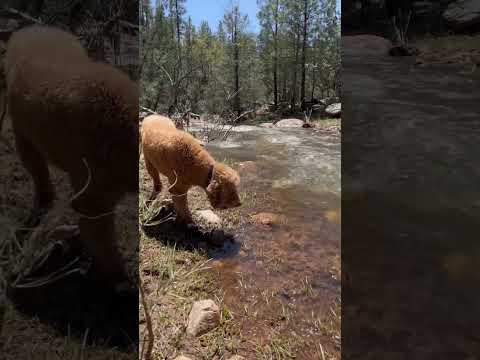Fluffy Dog Treat Hunt-AZ Goldendoodle #explore #arizona #river #funny