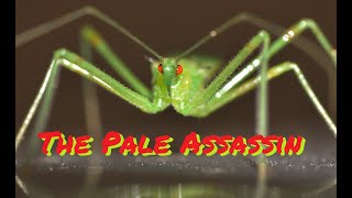 The Pale Green Assassin Bug