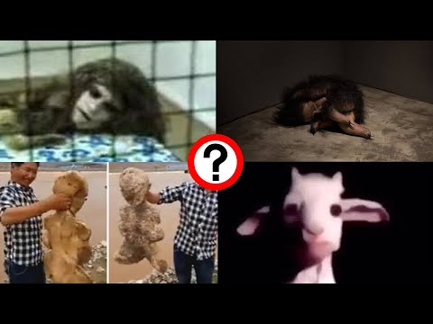 Where Did These Videos Come From?