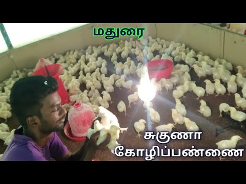 மதுரை|சுகுணா கோழிப்பண்ணை|கோழி வளர்க்கும் முறை#TamilVlogs#madurai#Fun