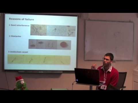 Self-burial strategy and performance in Erodium cicutarium Final Presentation