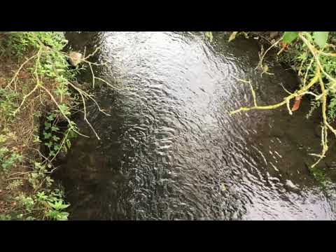 Gentle Flowing Stream Slow Motion