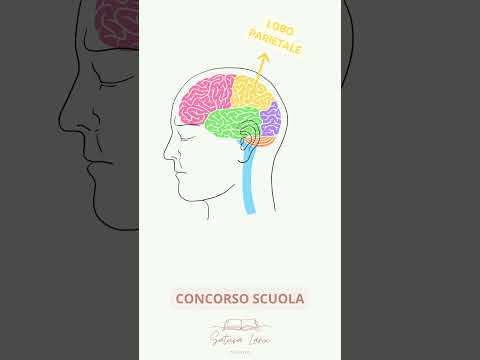 LA STRUTTURA DEL CERVELLO
