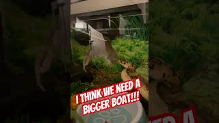 #ballpython #feedingsnakes #royalpython #snakefeeding