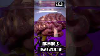 DM devin@digimodels.us for custom content creation digital marketing services 🙏🤝💪
