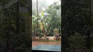 നല്ല മഴ🌧️🌧️🌧️🌧️🌧️                  #rain #vibes #homevibes