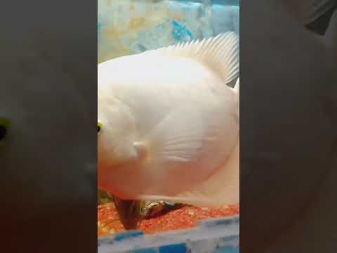 white colour fish and most beautiful fish in 🌞😒🙁😟💞😒🙂 patna zoo by the fish is very nice 🐟🎏🎏💯🥰🌞🤓🙂😭
