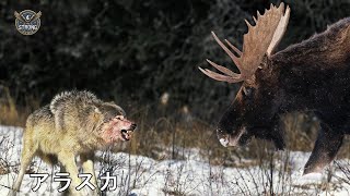 アラスカ | 北極圏の野生動物の秘密 - 動物ドキュメンタリー