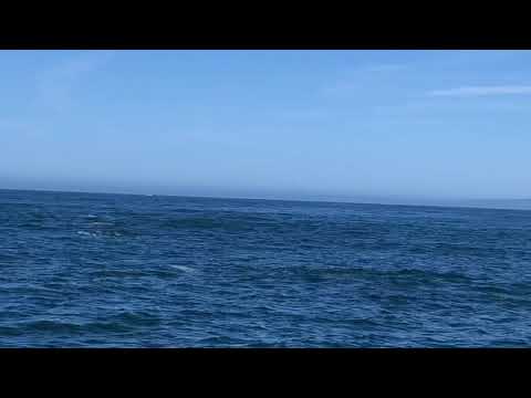 Dolphins In Monterey Bay