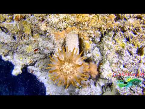 Grand Bahama The Boiling Hole Cave Dive Feb 12 2014
