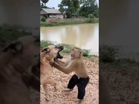 Monkey King Takes His Throne! 🐒👑| Hilarious Monkey Riding Dog | #MonkeyKing #DogThrone #FunnyAnimals