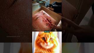 give this video title 👽 #shorts #cat #memes