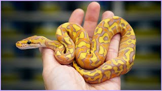 Mojave Ultramel Crypton - Better Than Banana?? | #Hetflix 149