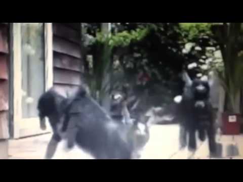 Goats 1.0