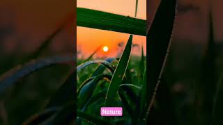 morning nature @TecHBARMON @beterbocuk @5MinuteCraftsYouTube #mauntains #nature #trees