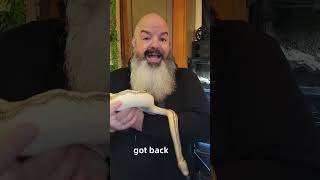 How smart are ball pythons? Here's a good example of what their brains can do. #snakebehavior