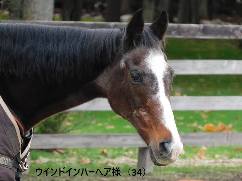 【ウインドインハーヘア】牧場見学で北海道に行ったらお目にかかりましょう