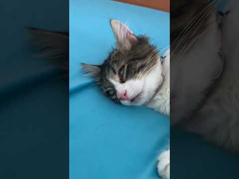 Cat smoked or overdrank? :) #drunk #smoke #afterparty #funnycatvideos