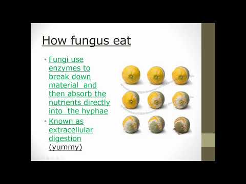fungus lecture