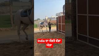 India Tollest Nukra Stallion Padam #viral #horse #horsetrack #nukra #nukraghora #trending #shorts