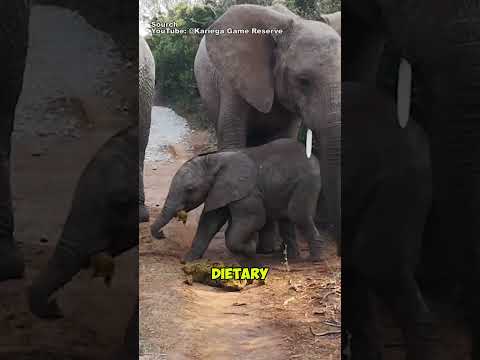 Why Do Baby Elephants Eat Their Mothers' Feces 🤔😮