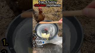 Top 5 funny chicken moments 🤣